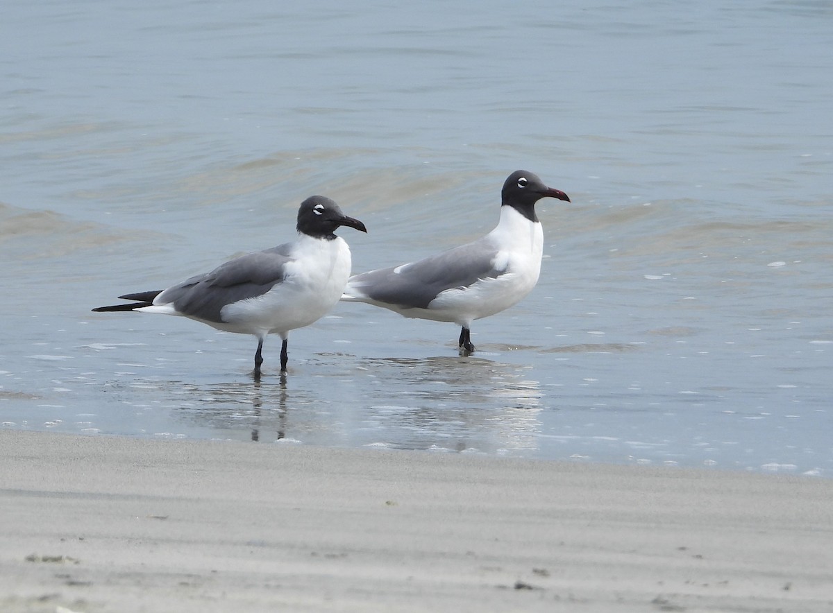 Laughing Gull - ML564231991