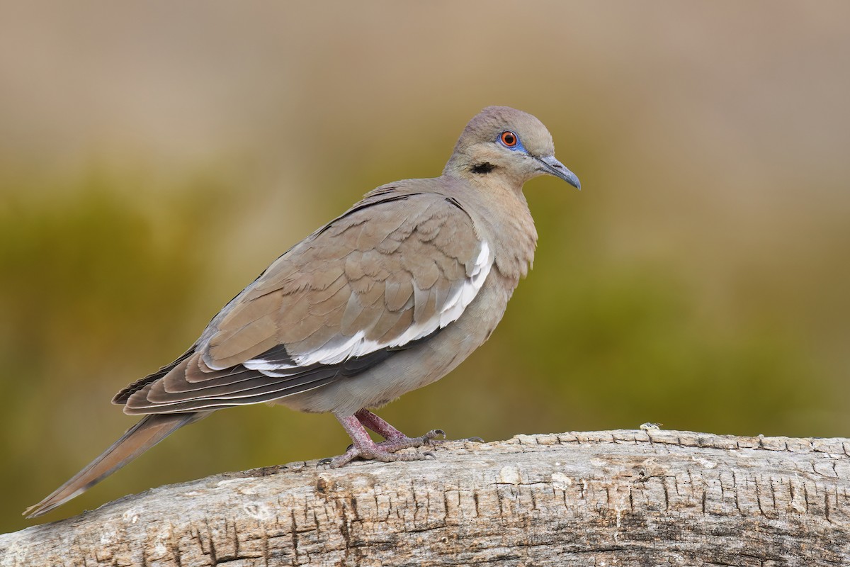 White-winged Dove - ML564232001