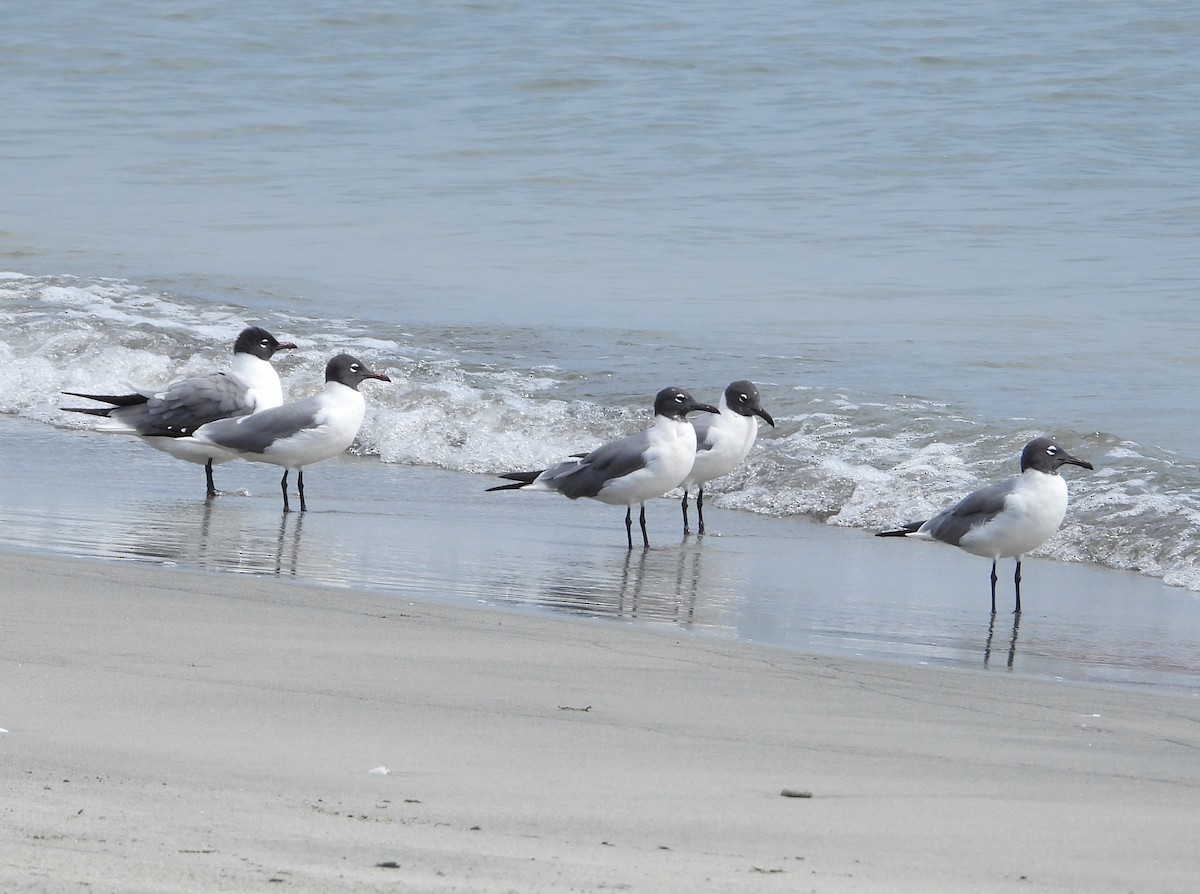 Laughing Gull - ML564232021