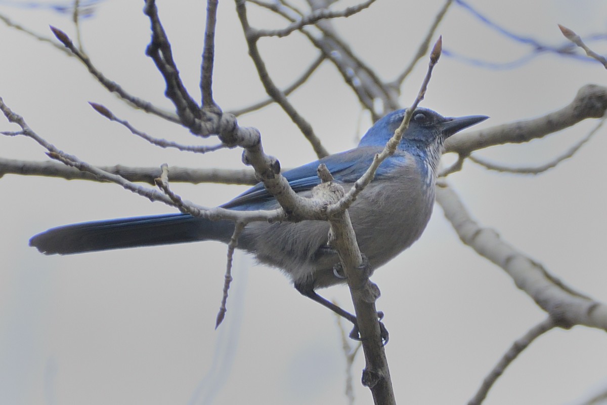 Woodhouse's Scrub-Jay - ML564232931