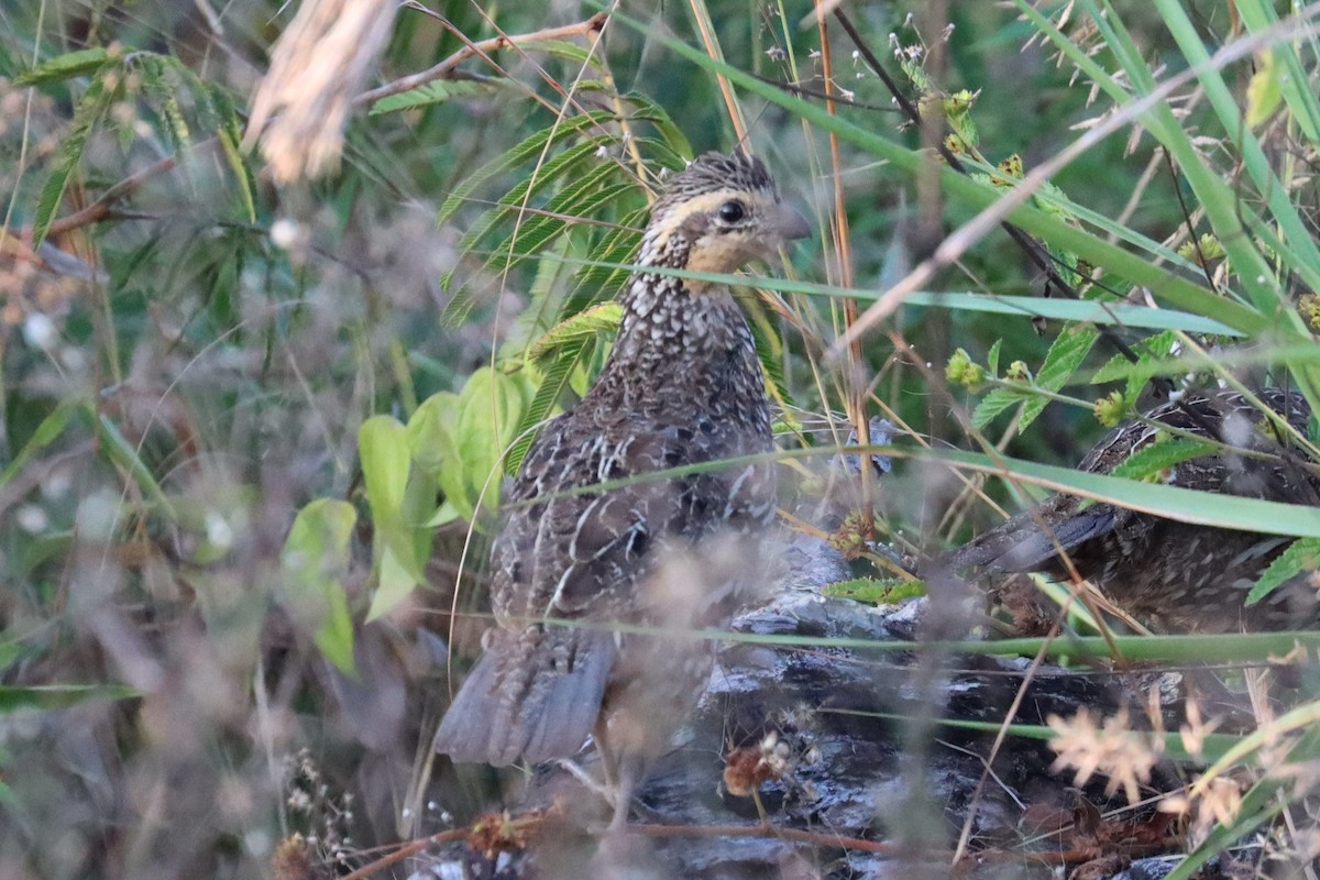 Black-throated Bobwhite - ML564234221