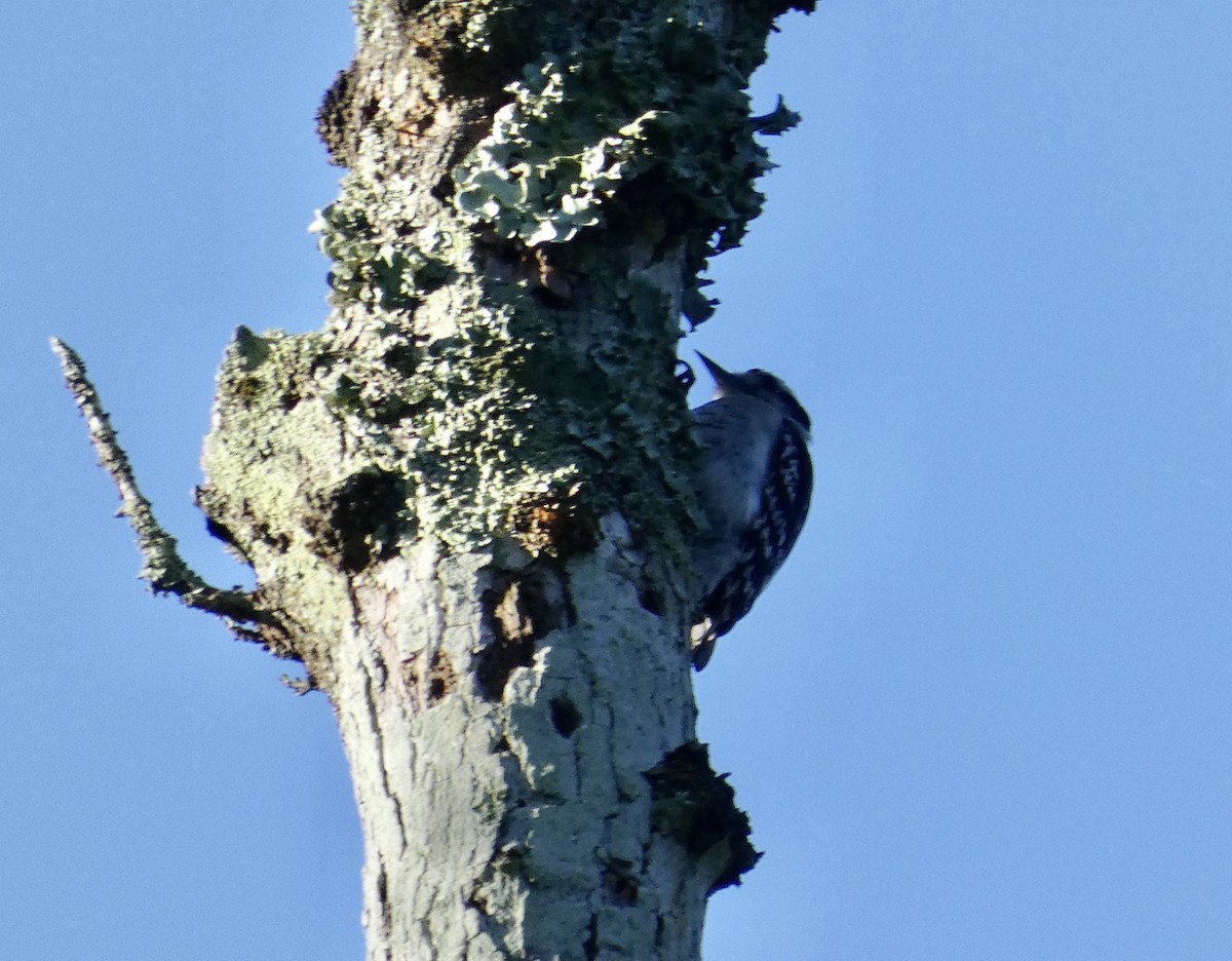 Downy Woodpecker - ML564234261