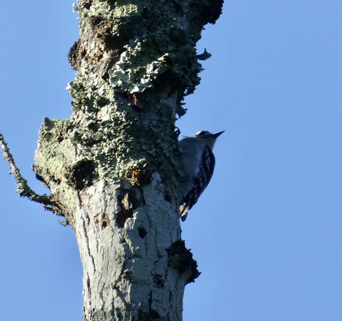 Downy Woodpecker - ML564234291