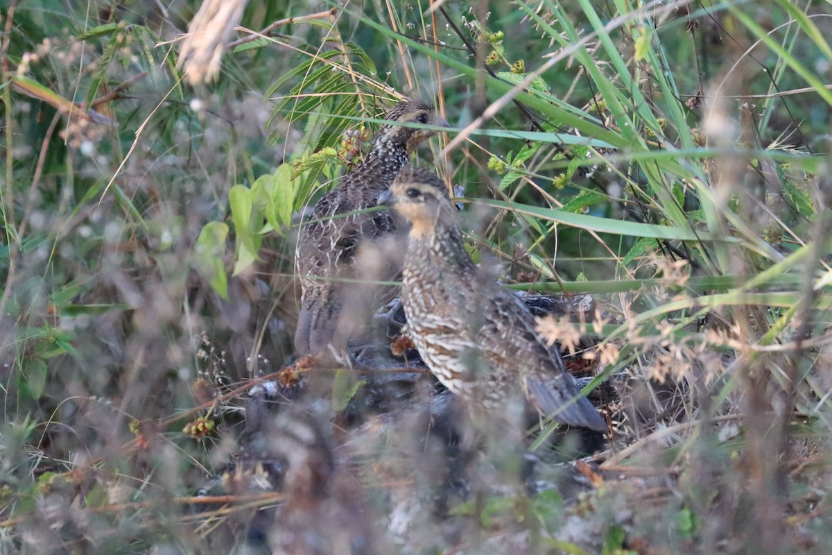 Black-throated Bobwhite - ML564234301