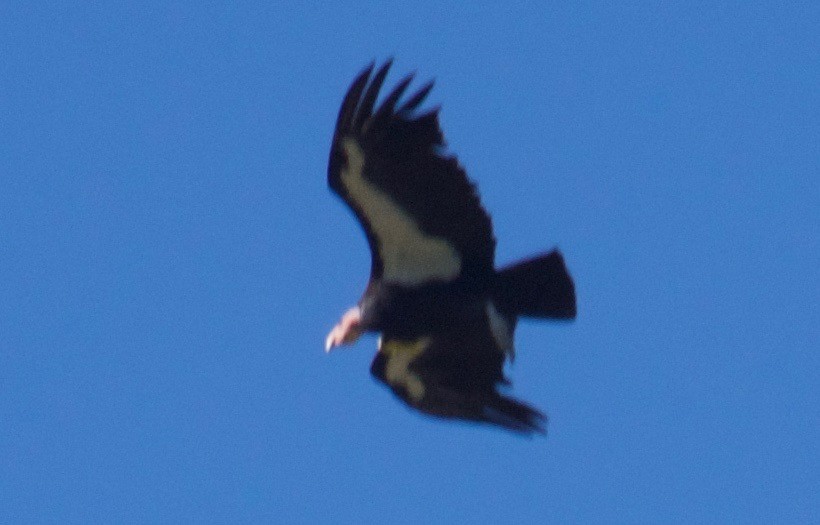 Condor de Californie - ML56423461