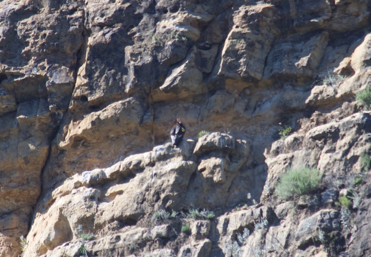 California Condor - ML56423481