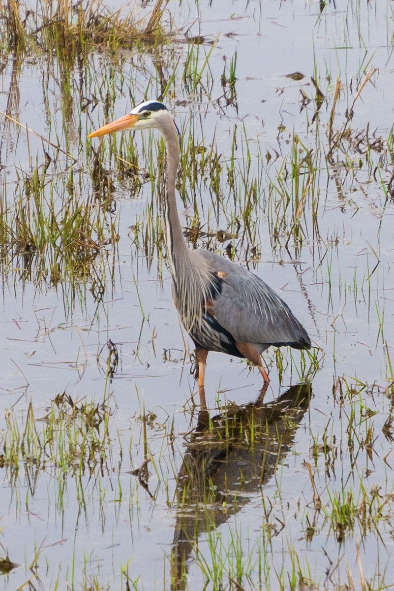 Great Blue Heron - ML564235211