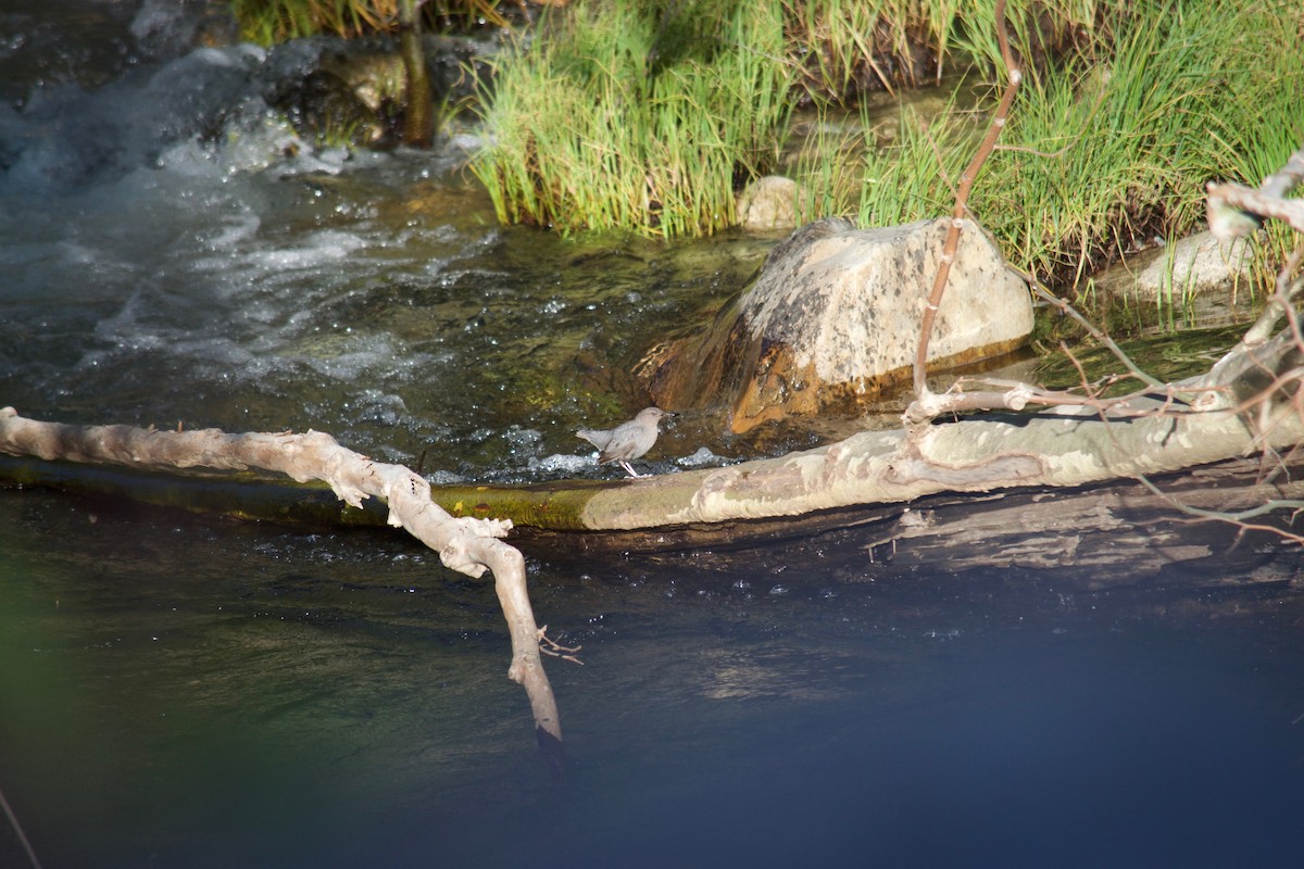 American Dipper - ML56423551