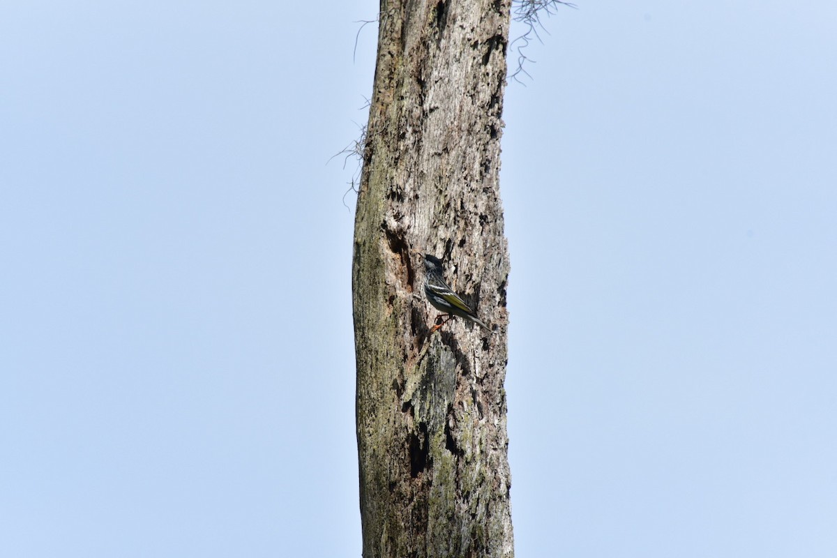 Blackpoll Warbler - ML564235751