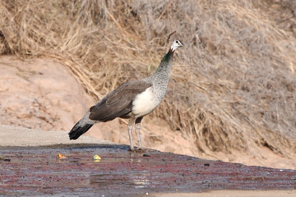 Indian Peafowl - Margie Gomez