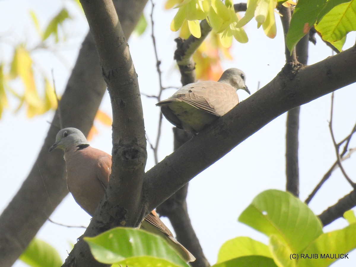 Red Collared-Dove - Rajib Maulick