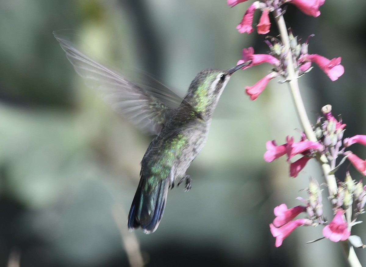 Broad-billed Hummingbird - ML564239101