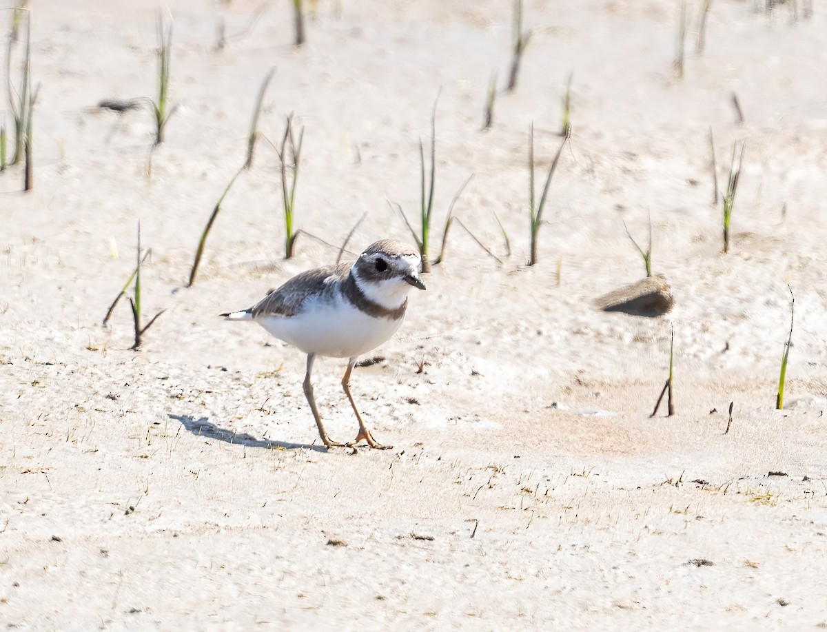 Semipalmated Plover - ML564239341