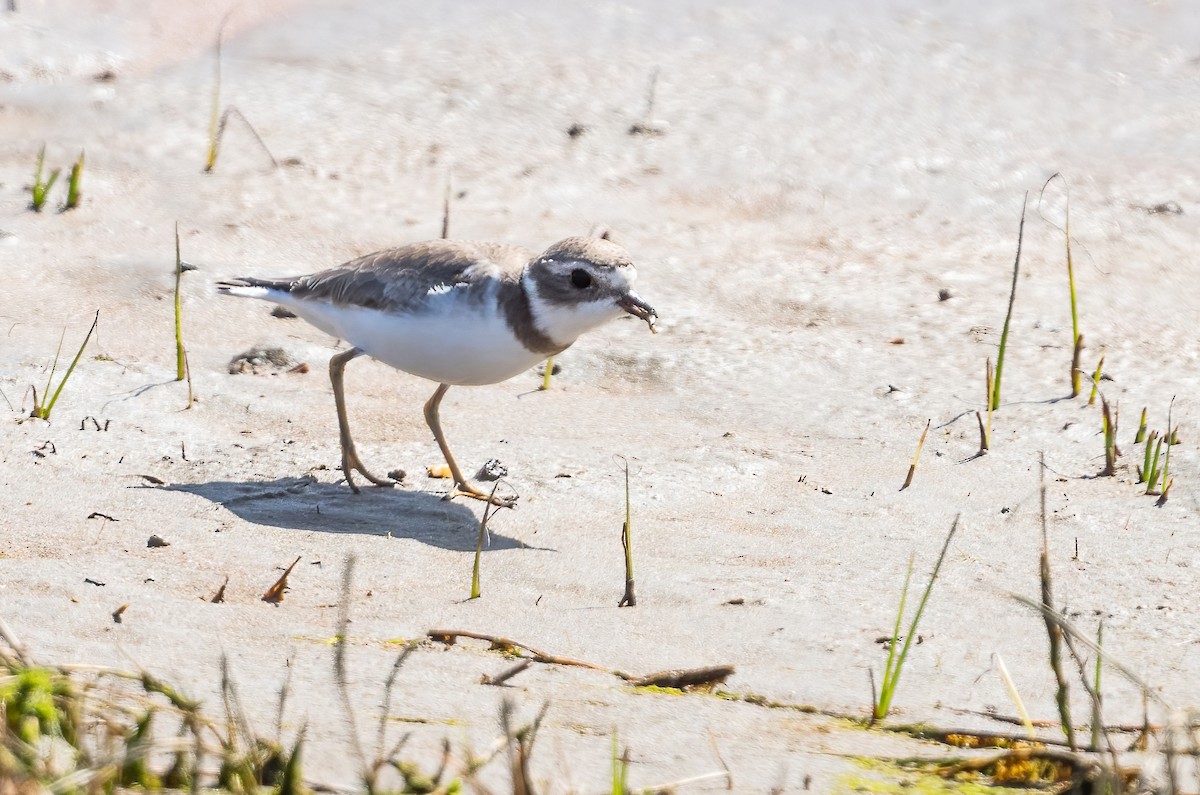 Semipalmated Plover - ML564239351
