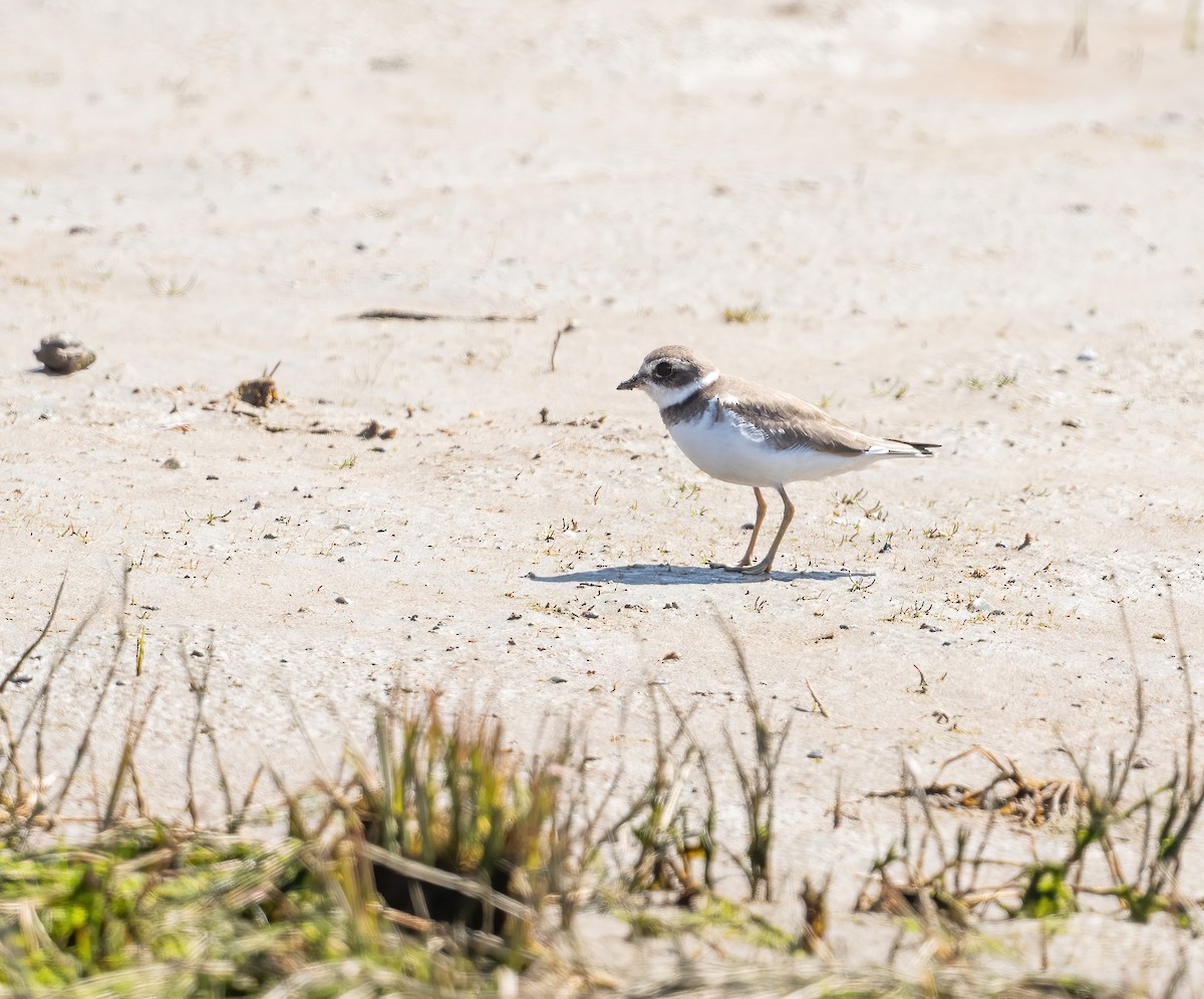 Semipalmated Plover - ML564239361
