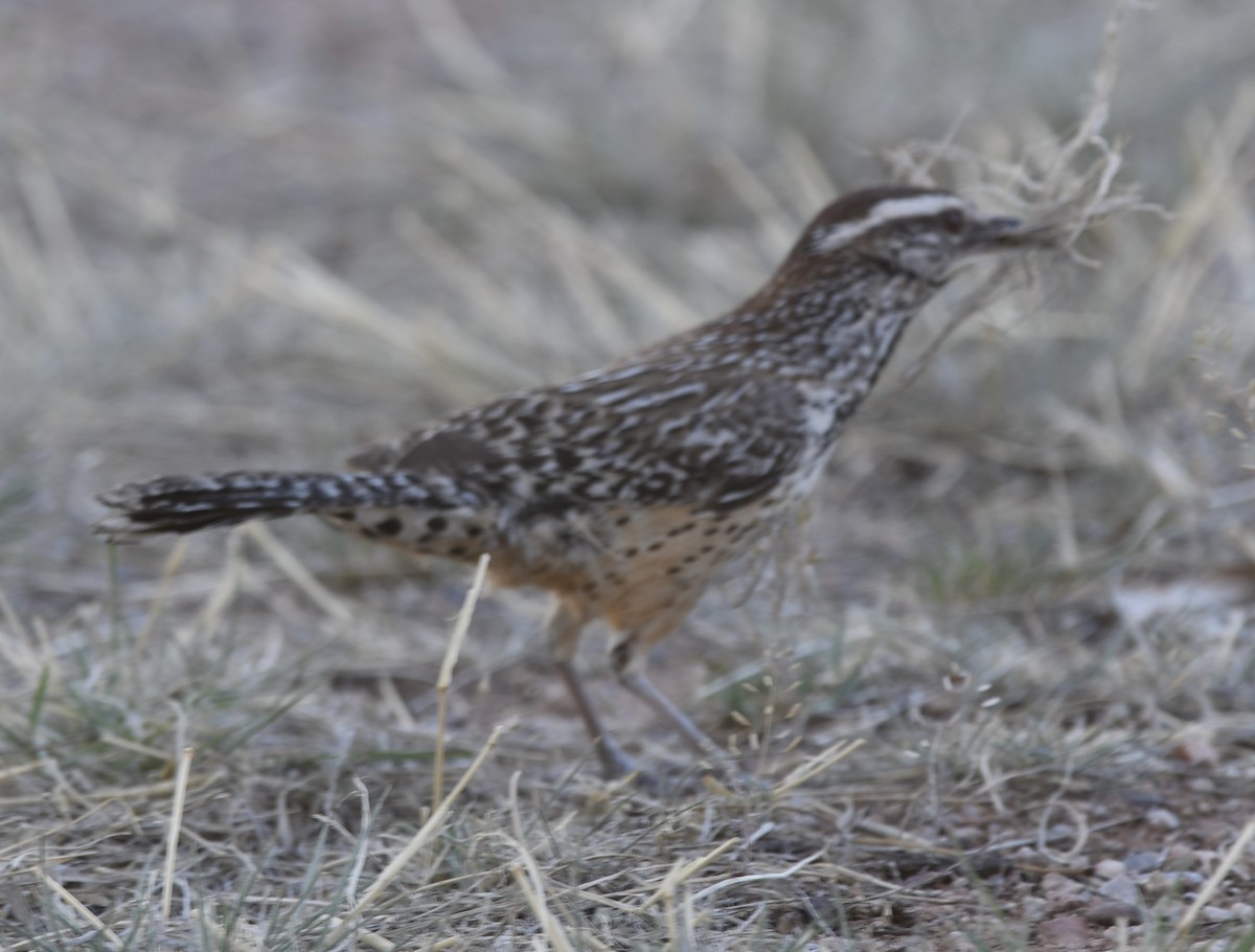 Cactus Wren - ML564239631