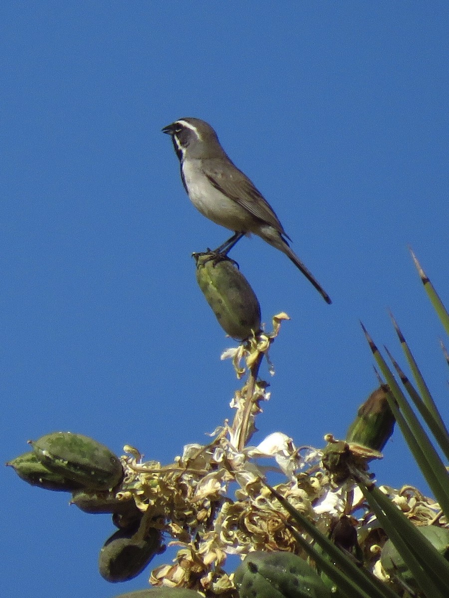 Black-throated Sparrow - Eric Wier