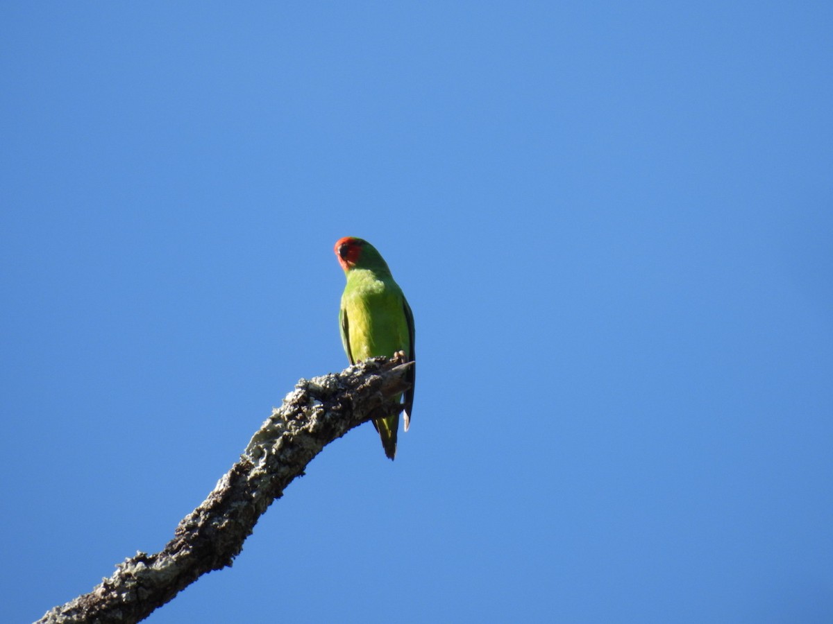 Little Lorikeet - Alison Skelhorn