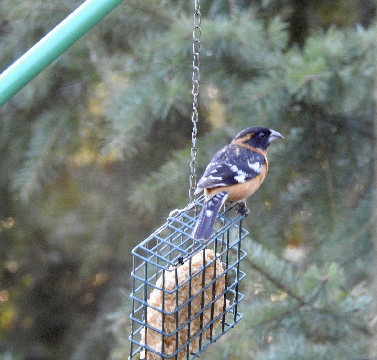 Black-headed Grosbeak - Pauline Sterin