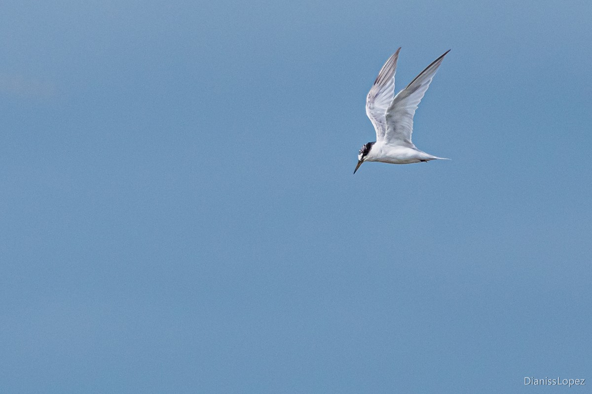 Common Tern - ML564240391
