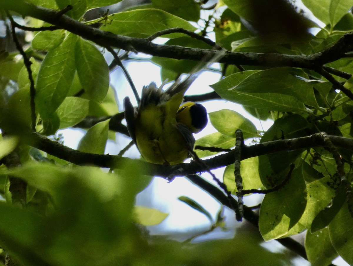 Hooded Warbler - ML564241311