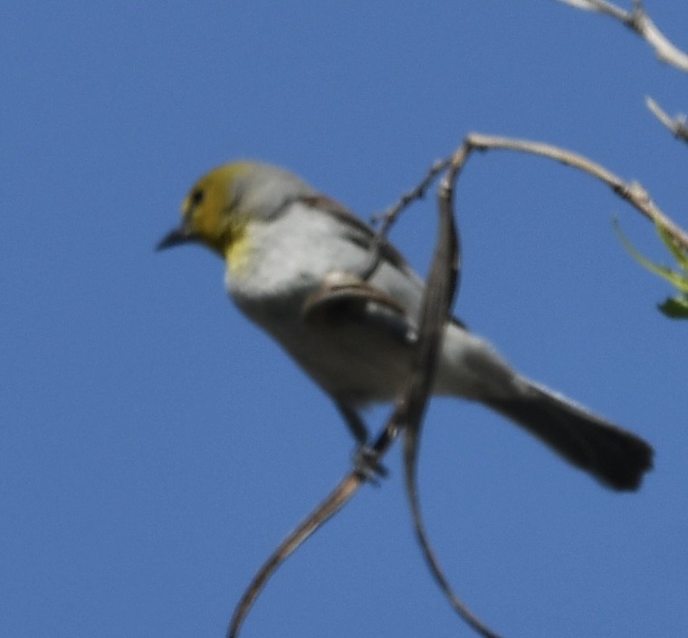 Verdin - ML564241561