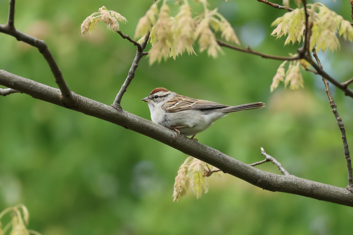 Chipping Sparrow - ML564241851