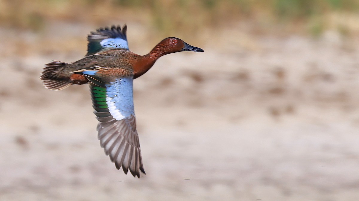 Cinnamon Teal - Richard Brown