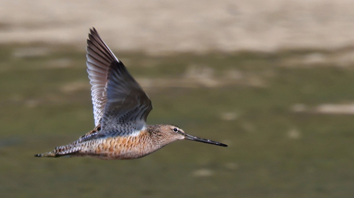 Long-billed Dowitcher - Richard Brown