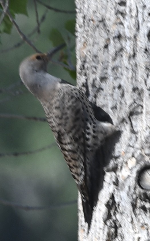 Northern Flicker - ML564243831