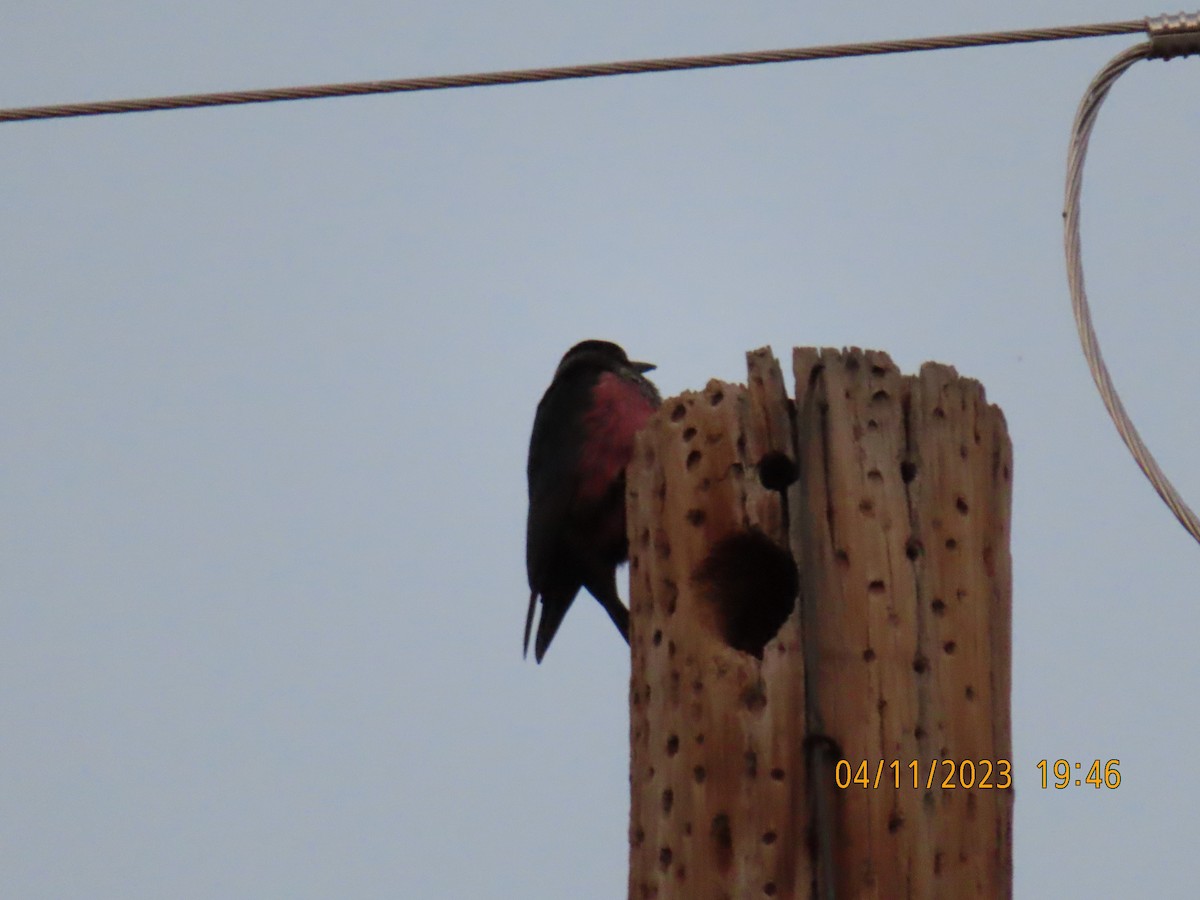 Lewis's Woodpecker - ML564244141