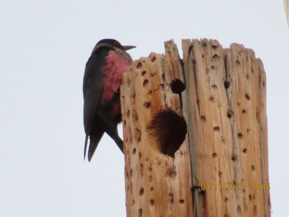 Lewis's Woodpecker - ML564244151