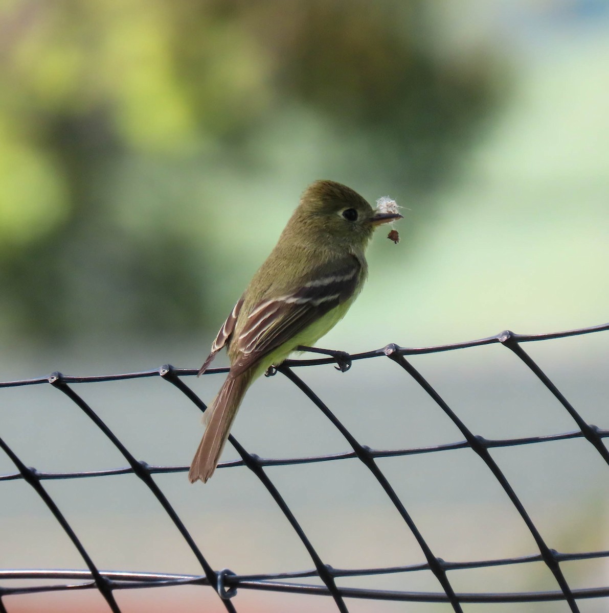 Western Flycatcher (Pacific-slope) - ML564244171