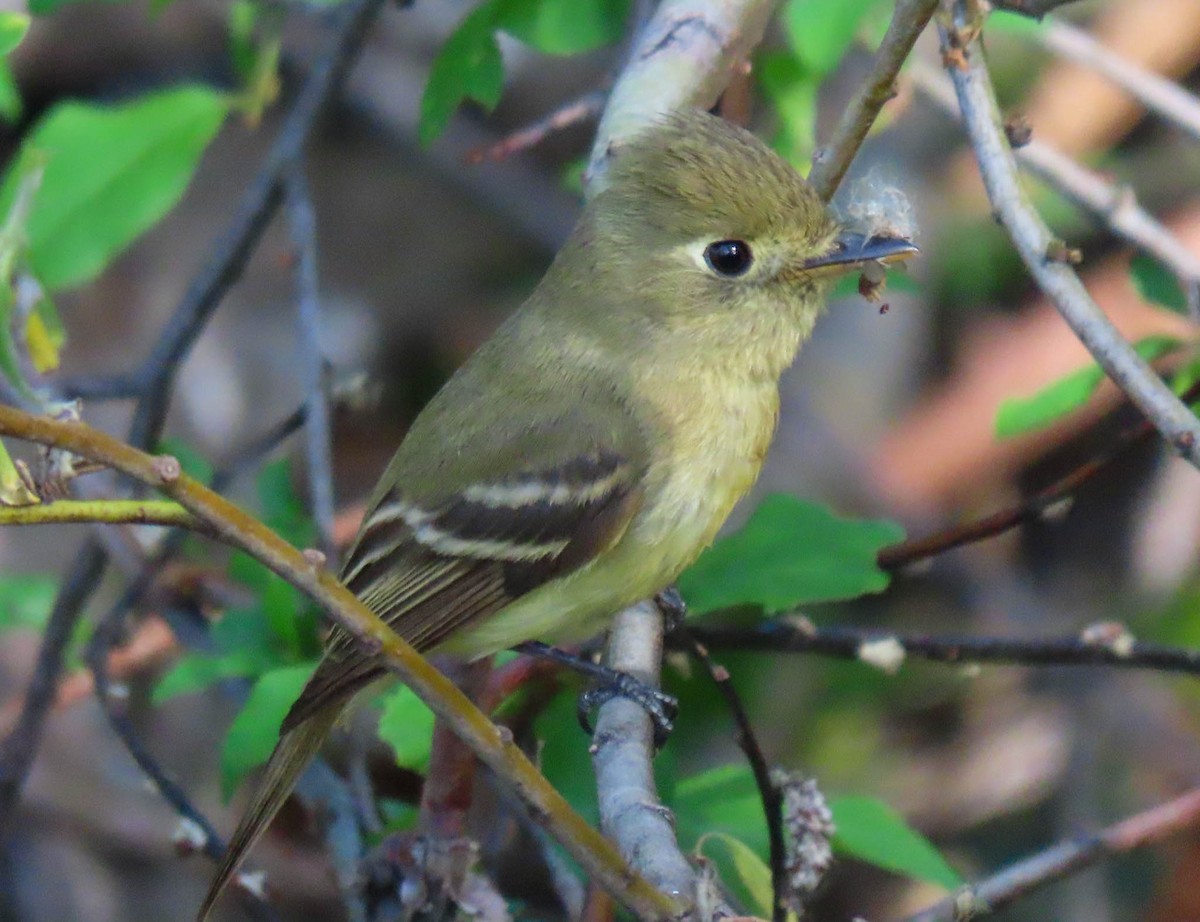 Western Flycatcher (Pacific-slope) - ML564244181