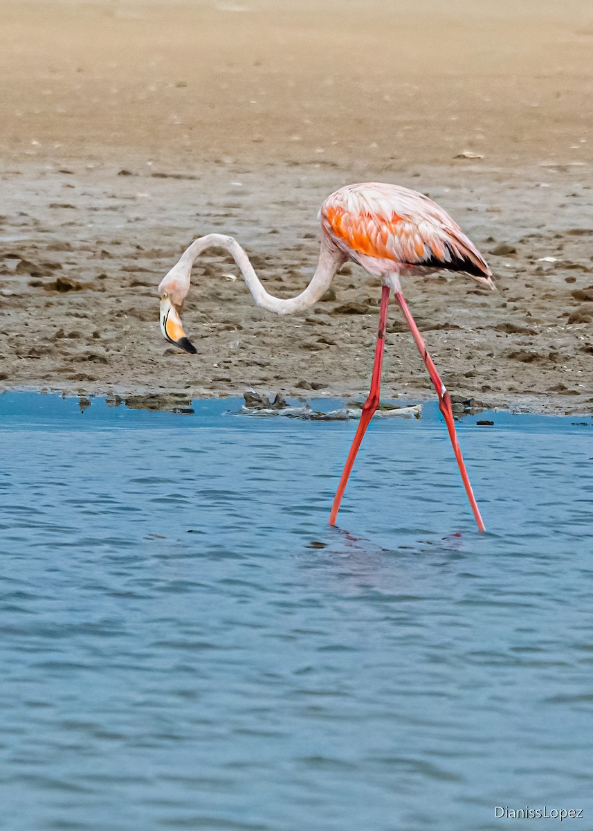 American Flamingo - ML564244211