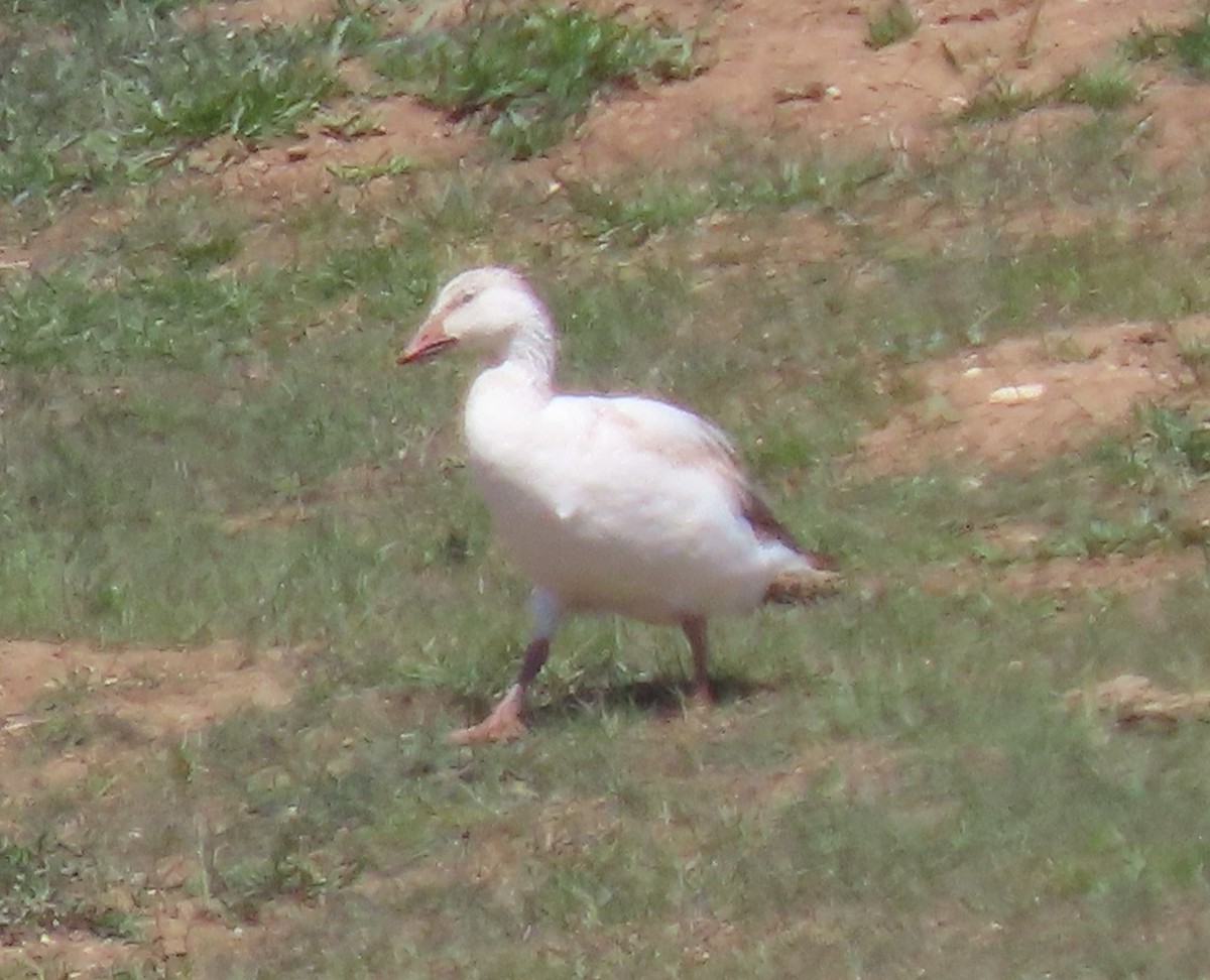 Snow Goose - ML564245071