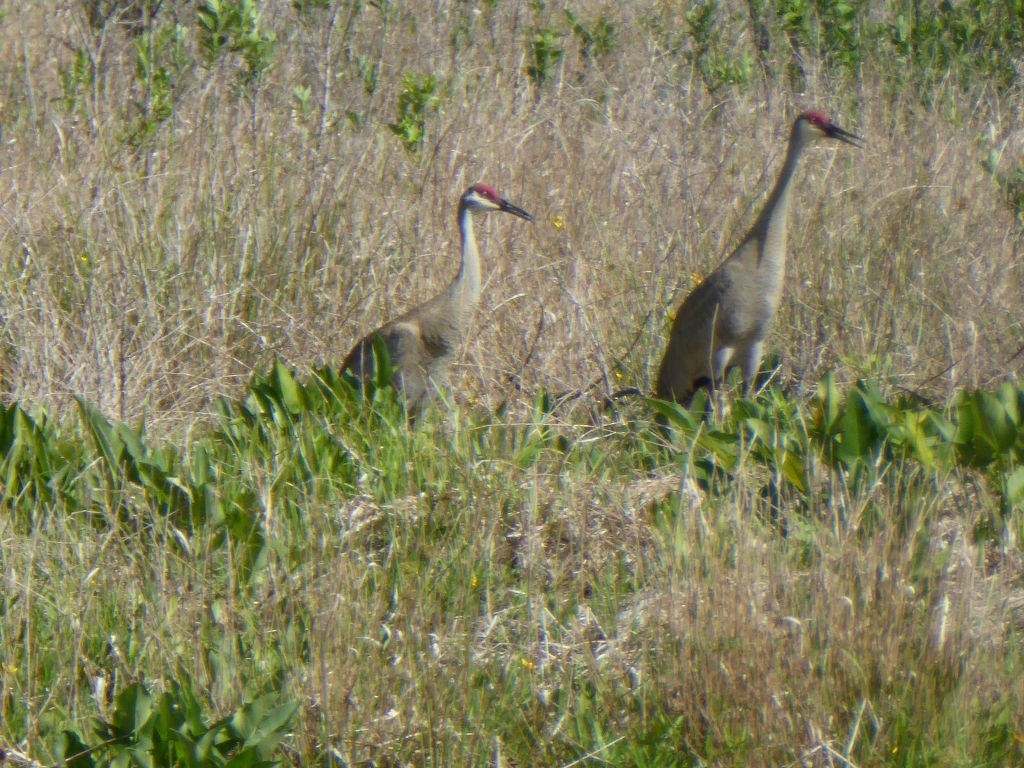 Kanada Turnası (pratensis) - ML56424521