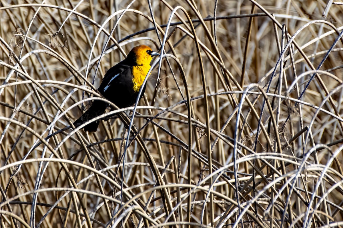 Yellow-headed Blackbird - ML564245791