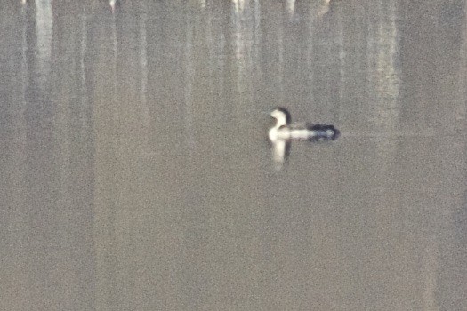 Red-throated Loon - ML564246541