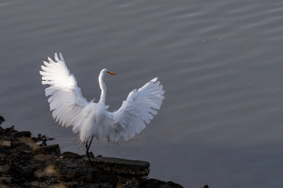 Great Egret - ML564247231