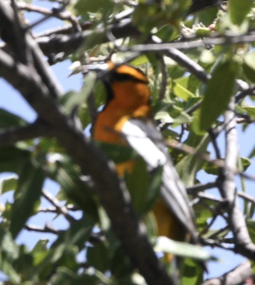 Bullock's Oriole - ML564247421