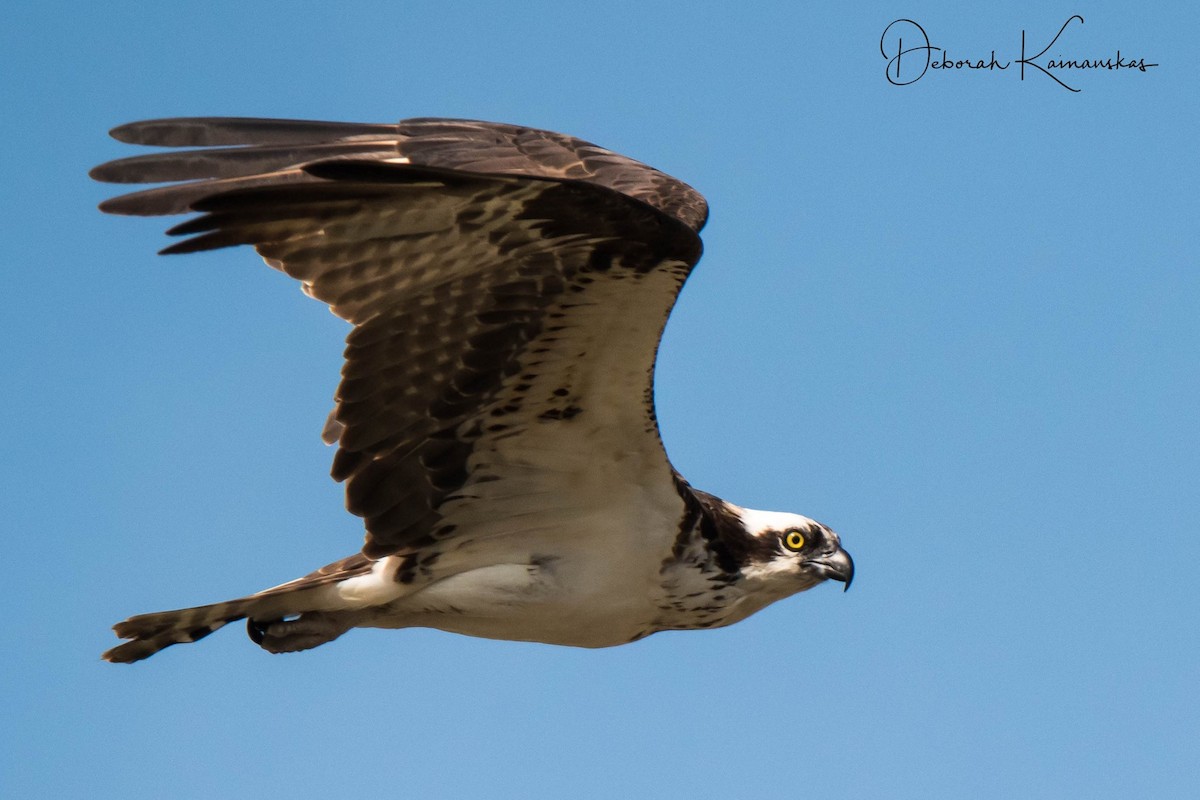 Osprey - Deborah Kainauskas