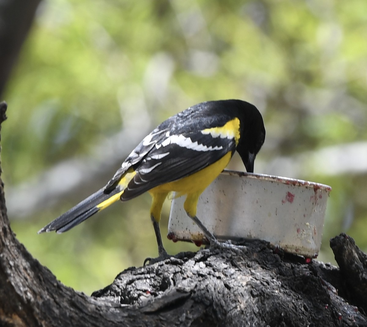 Oriole jaune-verdâtre - ML564247751