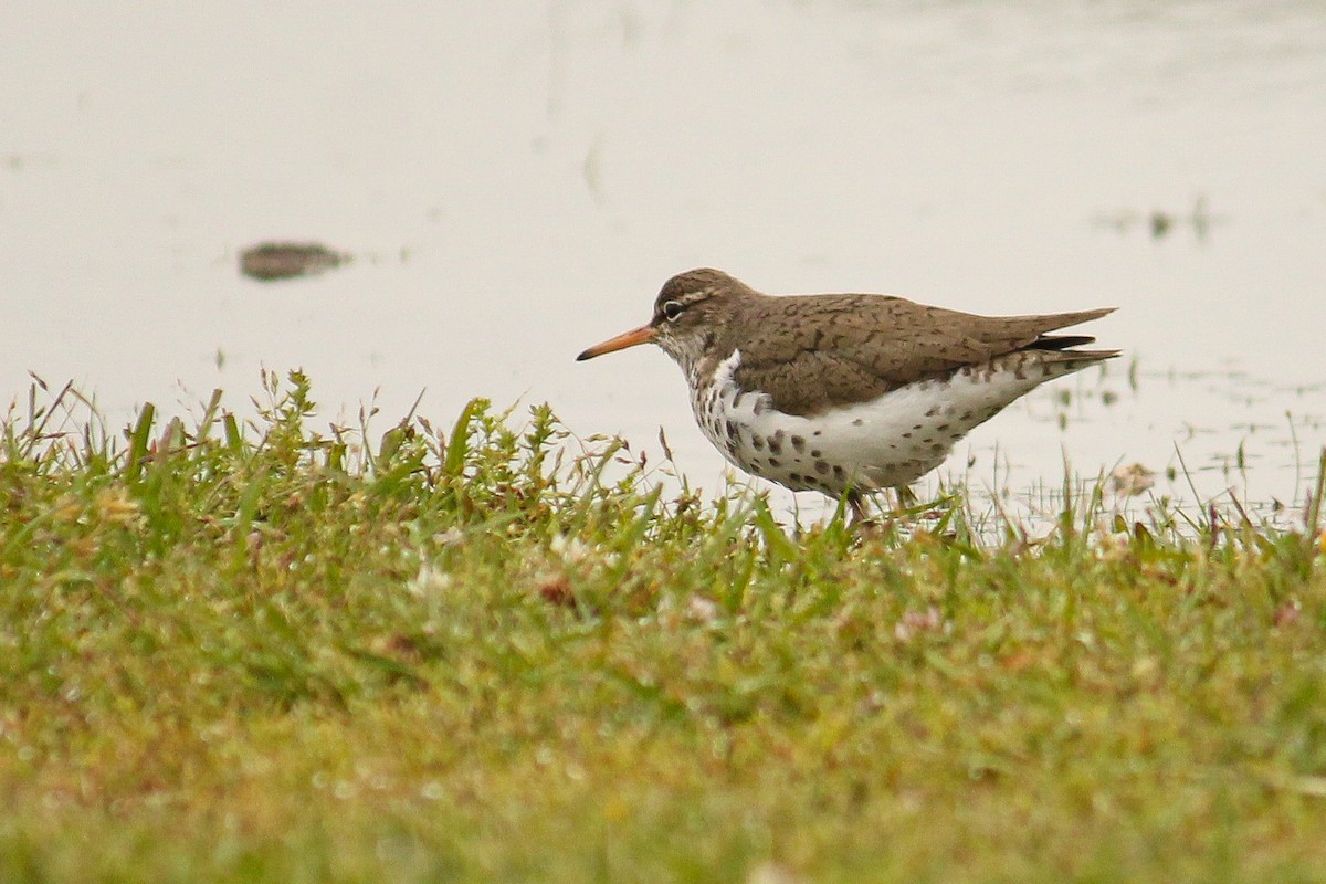 Spotted Sandpiper - Richard  Lechleitner