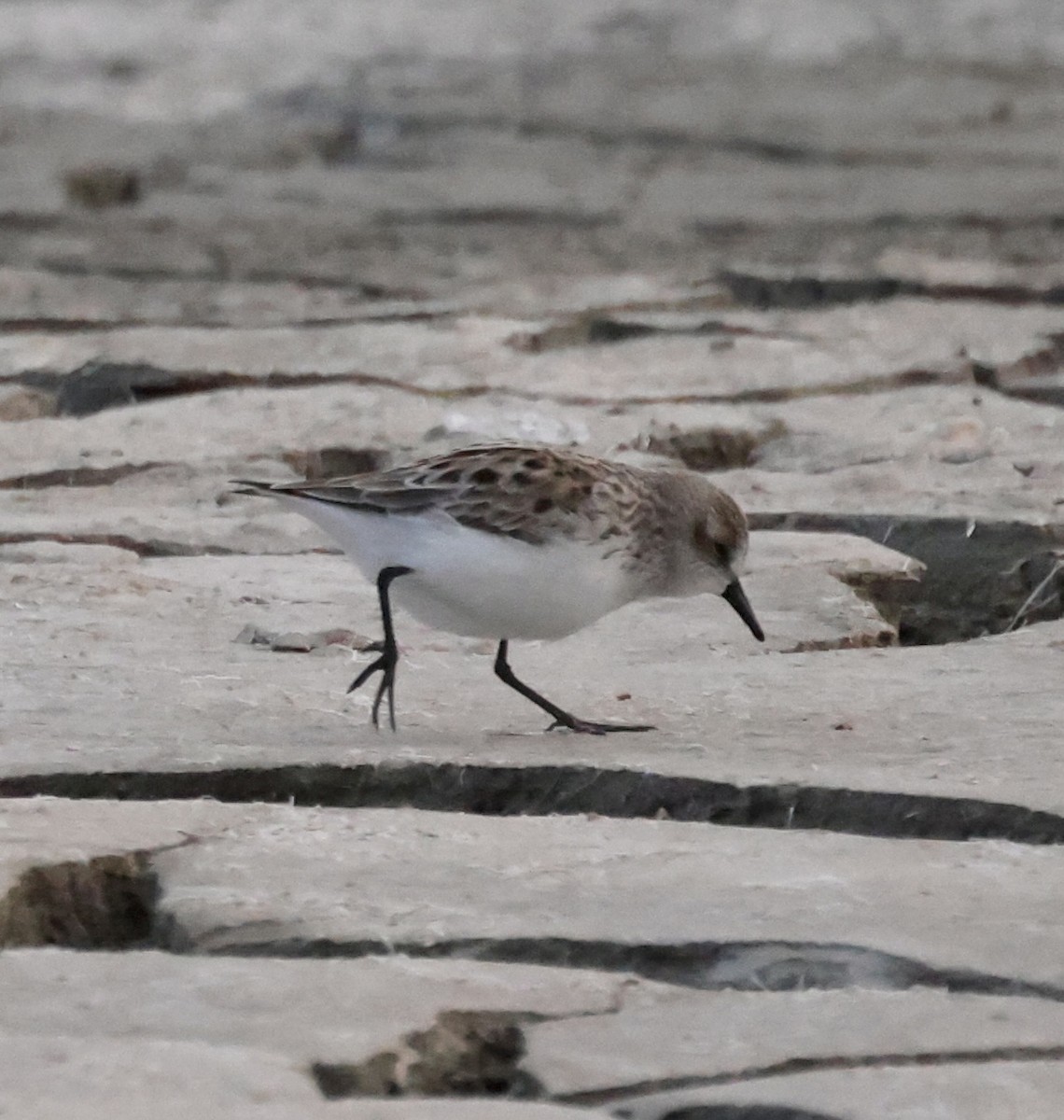 Semipalmated Sandpiper - ML564248121