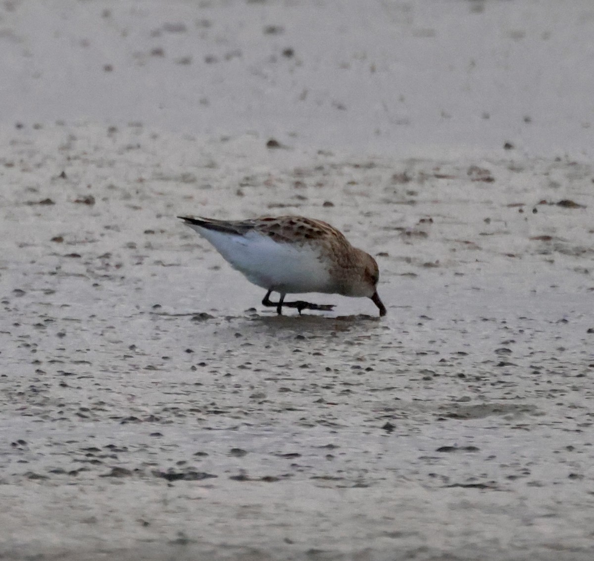 Semipalmated Sandpiper - ML564248131