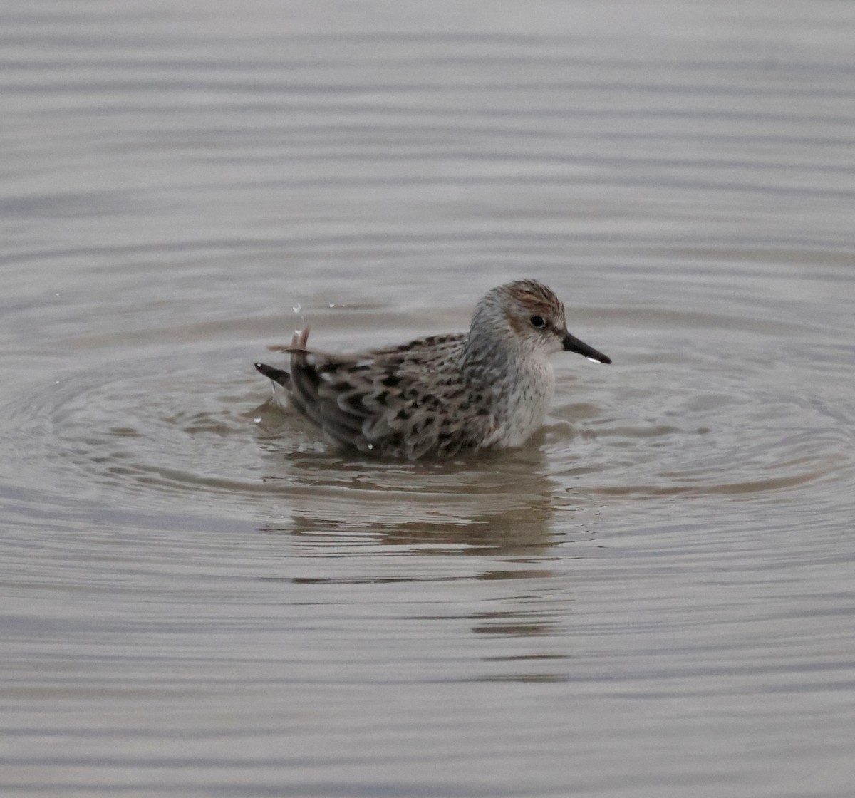 Semipalmated Sandpiper - ML564248851