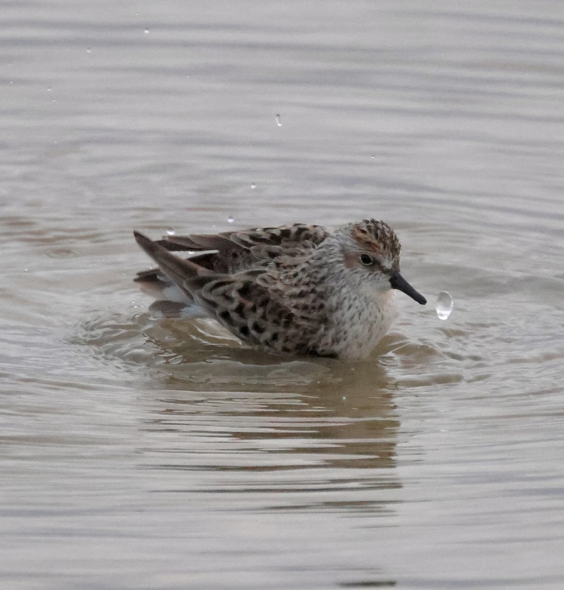 Semipalmated Sandpiper - Cheryl Rosenfeld