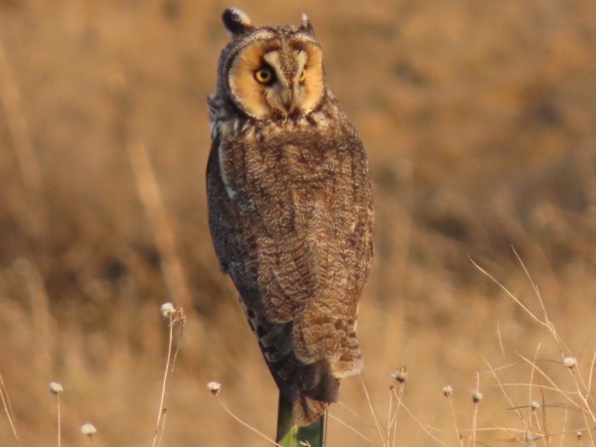Long-eared Owl - ML564249501