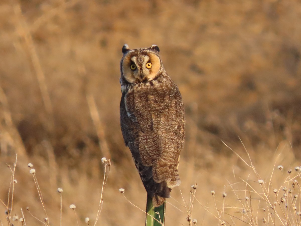 Long-eared Owl - ML564249511